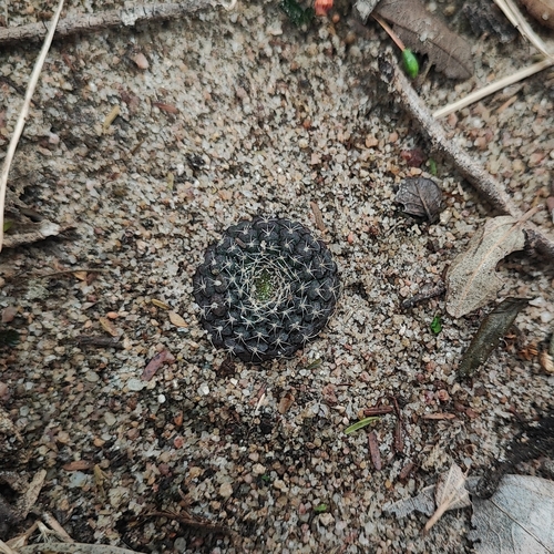 Frailea cataphracta (Frailea cataphracta)