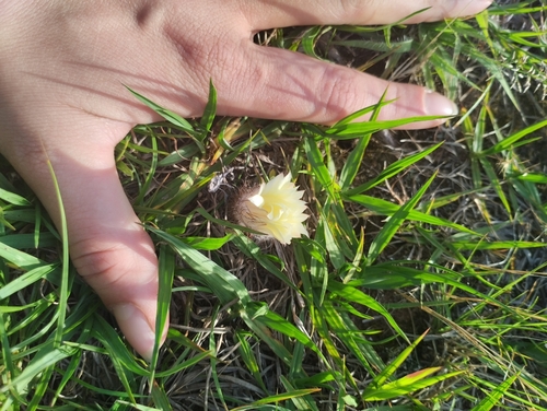 Frailea gracillima (Frailea gracillima)