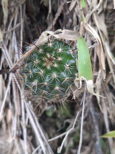 Frailea gracillima (Frailea gracillima)