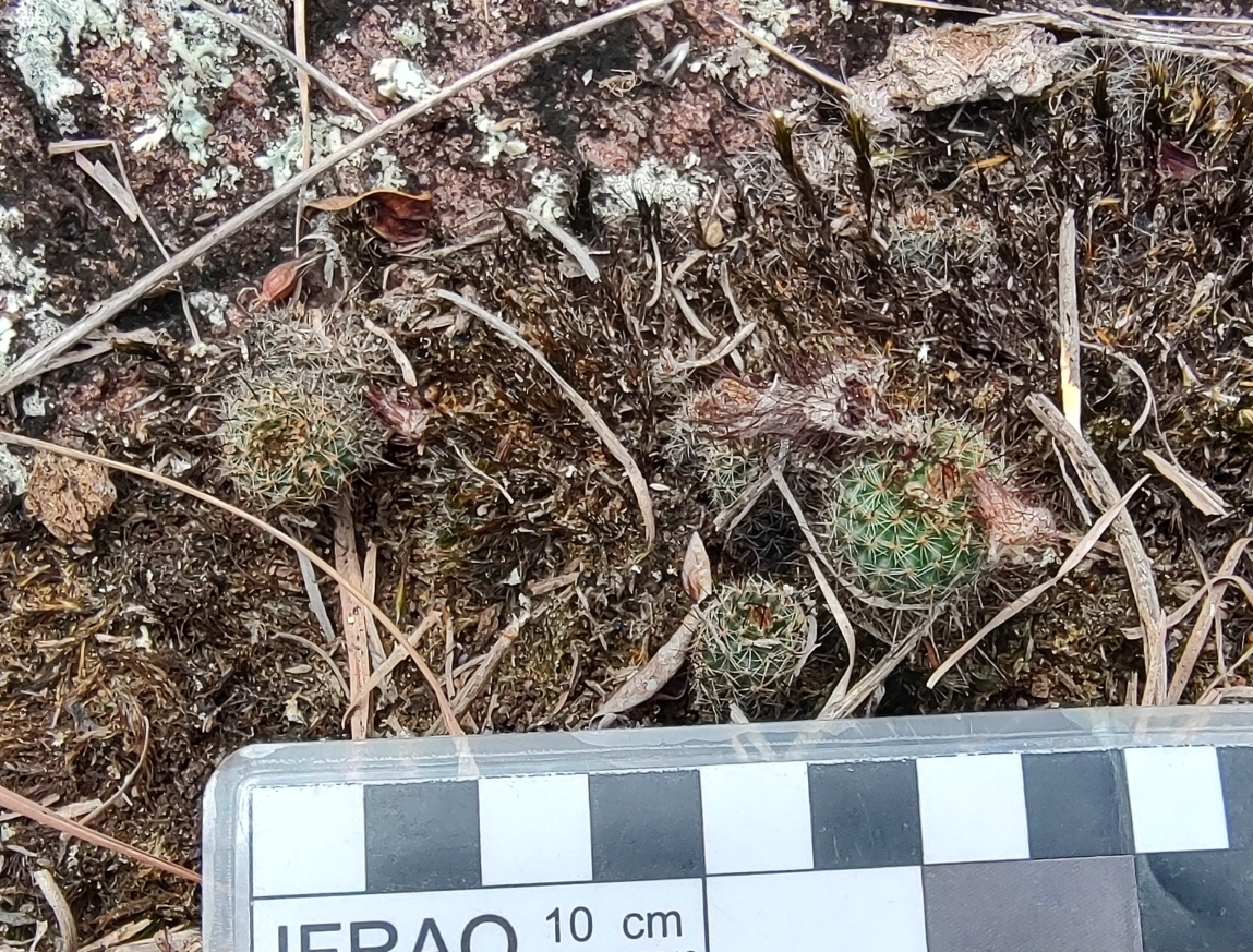 Frailea gracillima: Frailea gracillima in Brazil