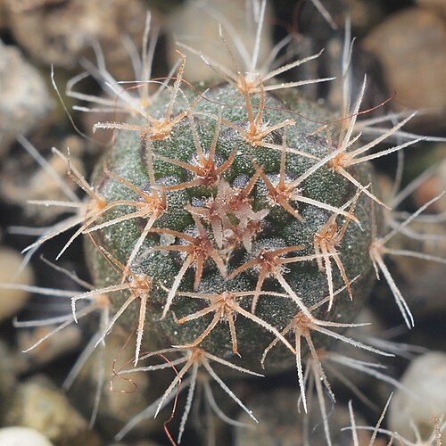 Frailea phaeodisca: Frailea phaeodisca
