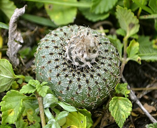 Frailea phaeodisca: Small solitary species, photographed in the fields of Caçapava do Sul, Rio Grande do Sul, Brazil.