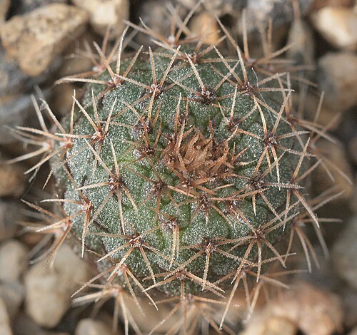Frailea phaeodisca: Frailea phaeodisca