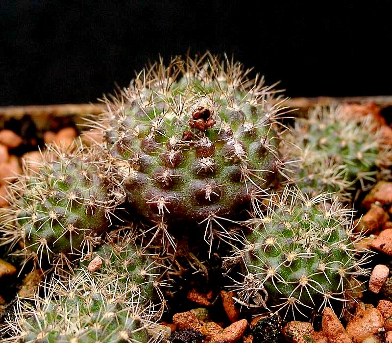 Frailea pumila: Frailea pumila