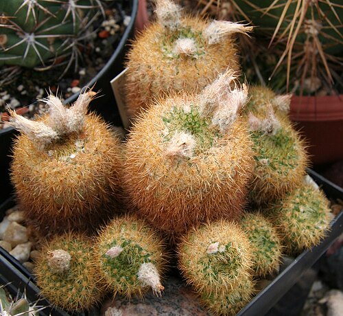 Frailea pumila: Frailea pumila