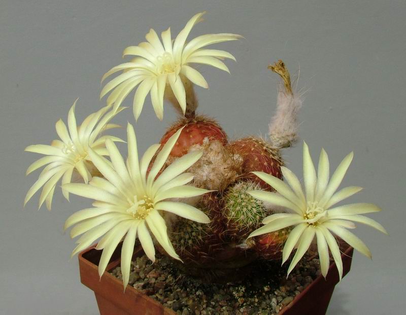 Frailea pumila: Frailea itaquensis Kh10d (syn.Frailea pumila) flowering selection plant, shows abundant flowering, uncharacteristic for the genus Frailea, as well as very large