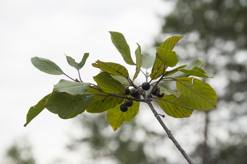 Alder buckthorn (Frangula alnus)
