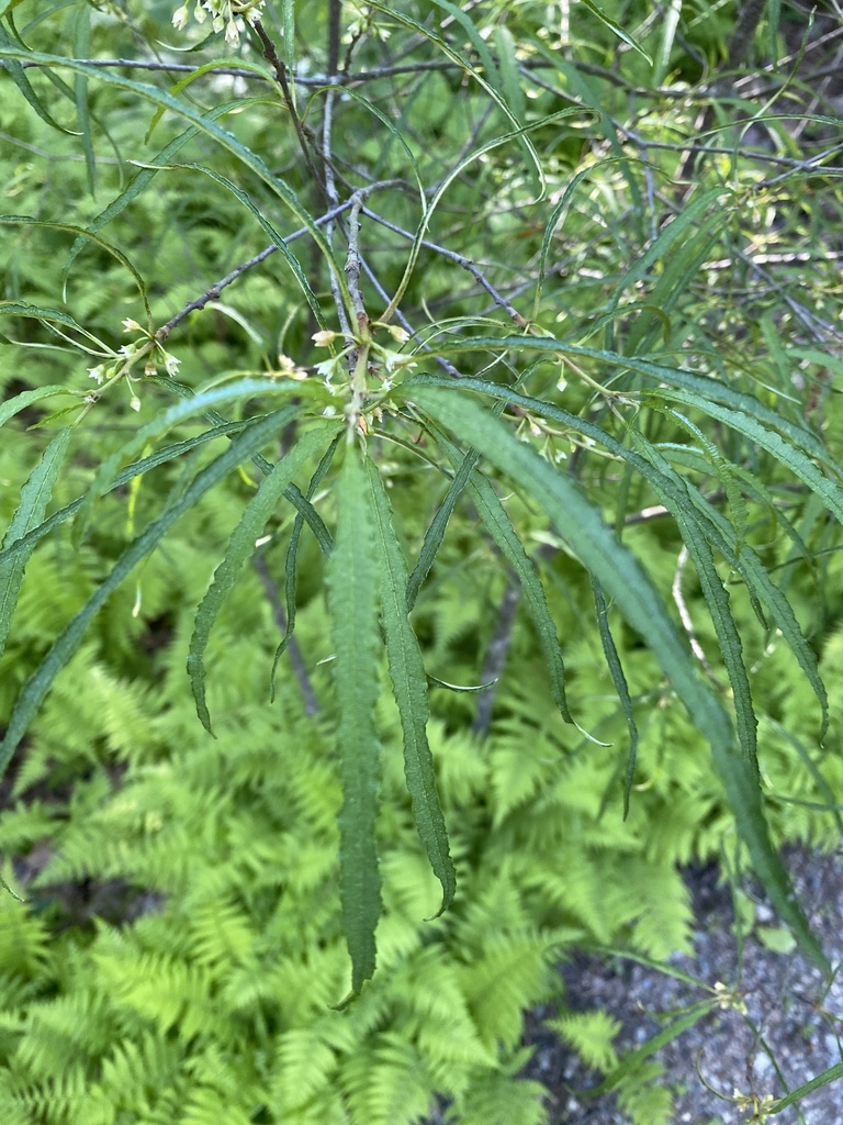 Alder buckthorn (Frangula alnus)