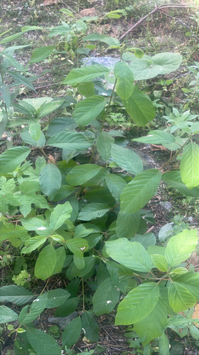 Alder buckthorn (Frangula alnus)
