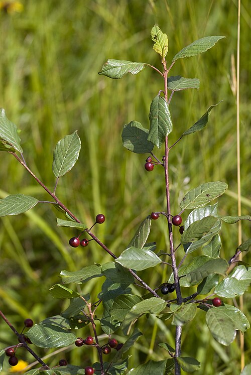 Alder buckthorn: Frangula alnus Coteau de Chartèves (Aisne), France