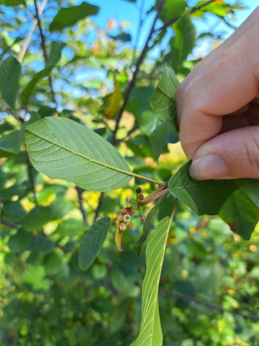 Alder buckthorn (Frangula alnus)