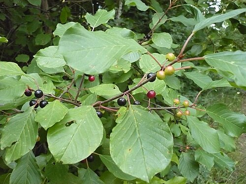 Alder buckthorn: Требует уточнения (Крушина?), Пензенская область, Россия