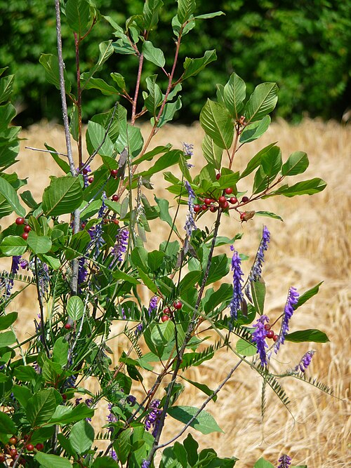 Alder buckthorn: Vogel-Wicke (Vicia cracca) in einem Faulbaum (Frangula alnus), fotografiert im nördlichen Baden-Württemberg