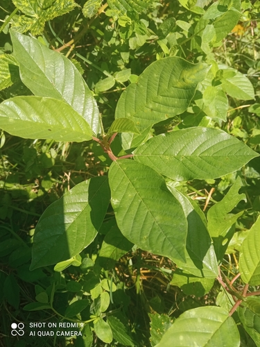 Alder buckthorn (Frangula alnus)