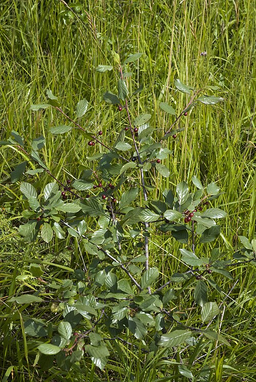Alder buckthorn: Frangula alnus Coteau de Chartèves (Aisne), France