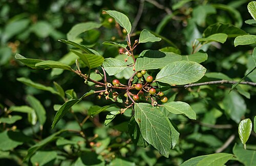 Alder buckthorn: Faulbaum ( Frangula alnus ), Kreuzdorngewächse (Rhamnaceae) - Österreich/Austria/Autriche: Oberösterreich, Hausruckviertel, Kien NW Attnang-Puchheim