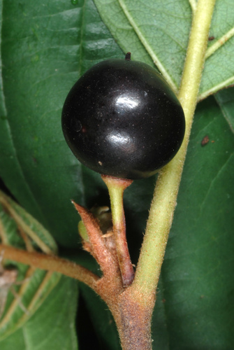 Alder buckthorn (Frangula alnus)