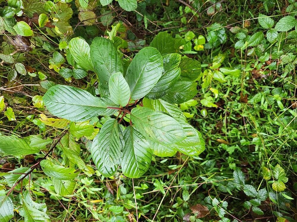 Frangula glaberrima (Frangula glaberrima)