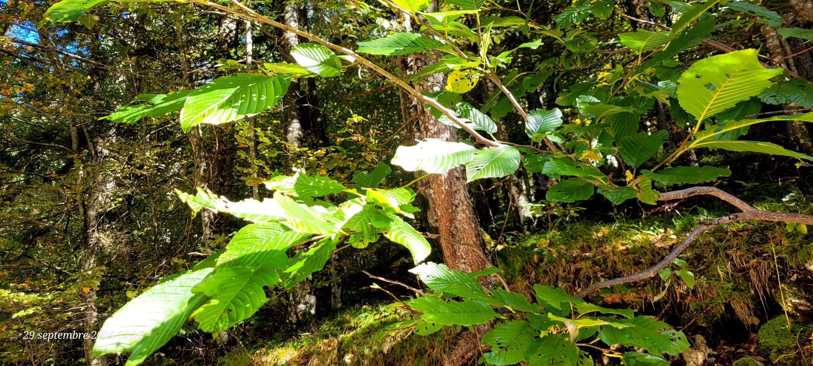 Frangula glaberrima (Frangula glaberrima)