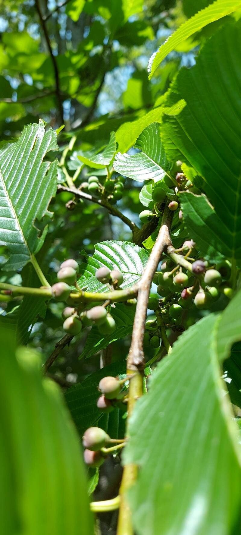 Frangula glaberrima (Frangula glaberrima)