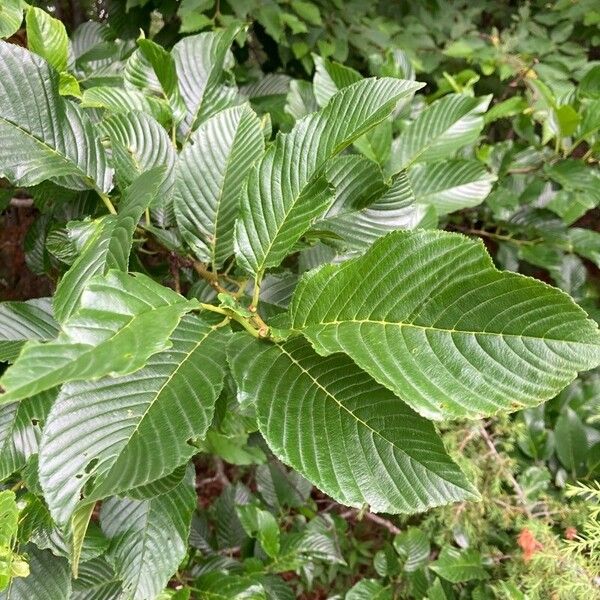 Frangula glaberrima (Frangula glaberrima)