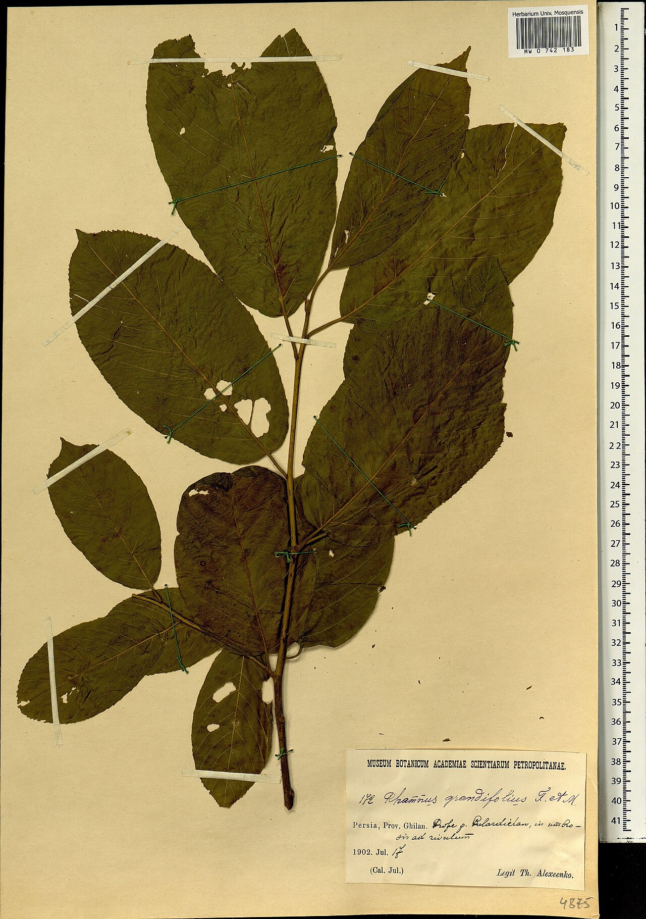 Frangula grandifolia: Frangula grandifolia — Herbarium specimen from Iran. Collected by Alexeenko Th. (1902-07-17). Recorded in GBIF occurrence 1697859580 .