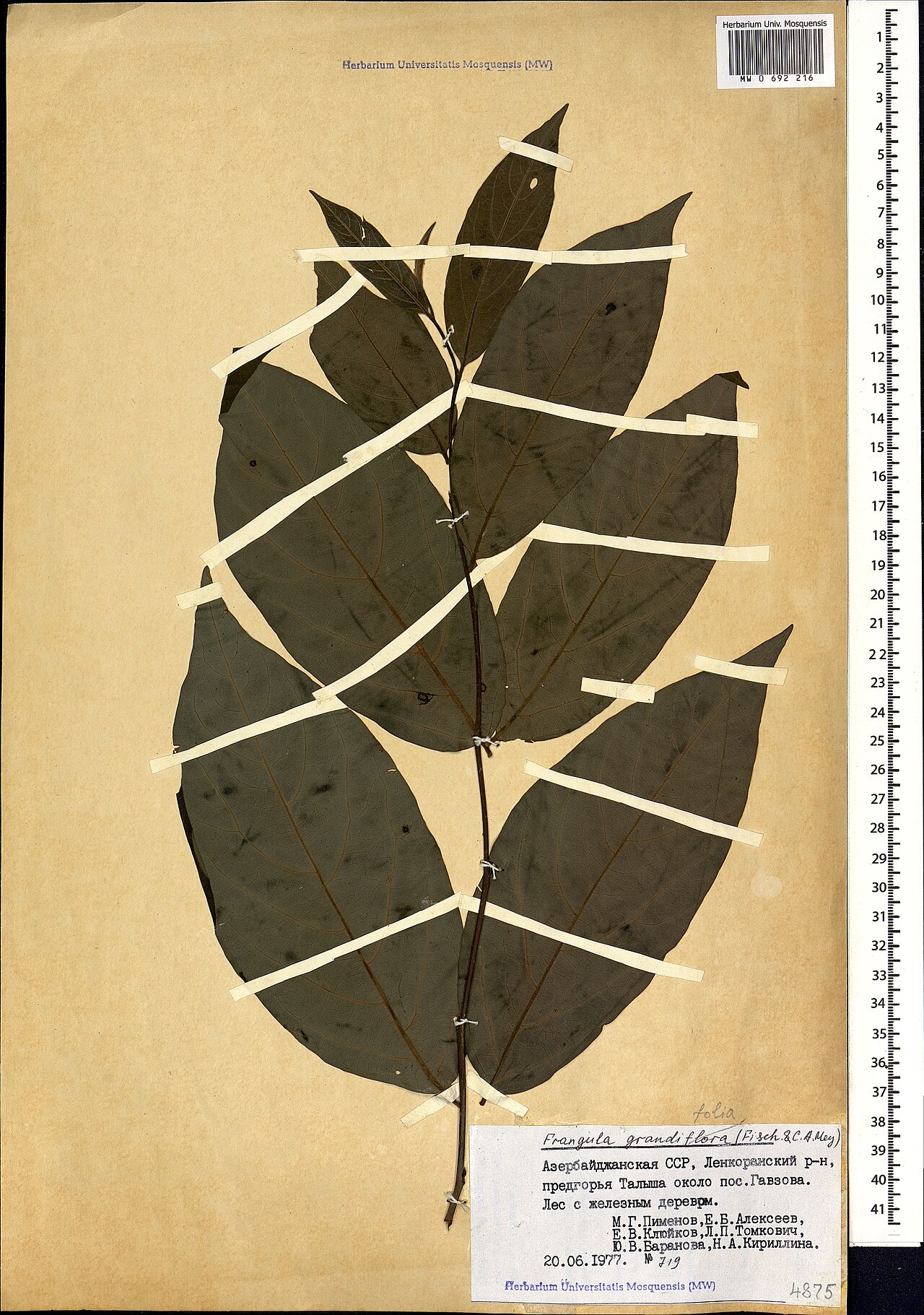 Frangula grandifolia: Frangula grandifolia — Herbarium specimen from Азербайджанская ССР, Ленкоранский р-н, предгорья Талыша около пос. Гавзова. Лес с железным деревом, Azerbaijan. C