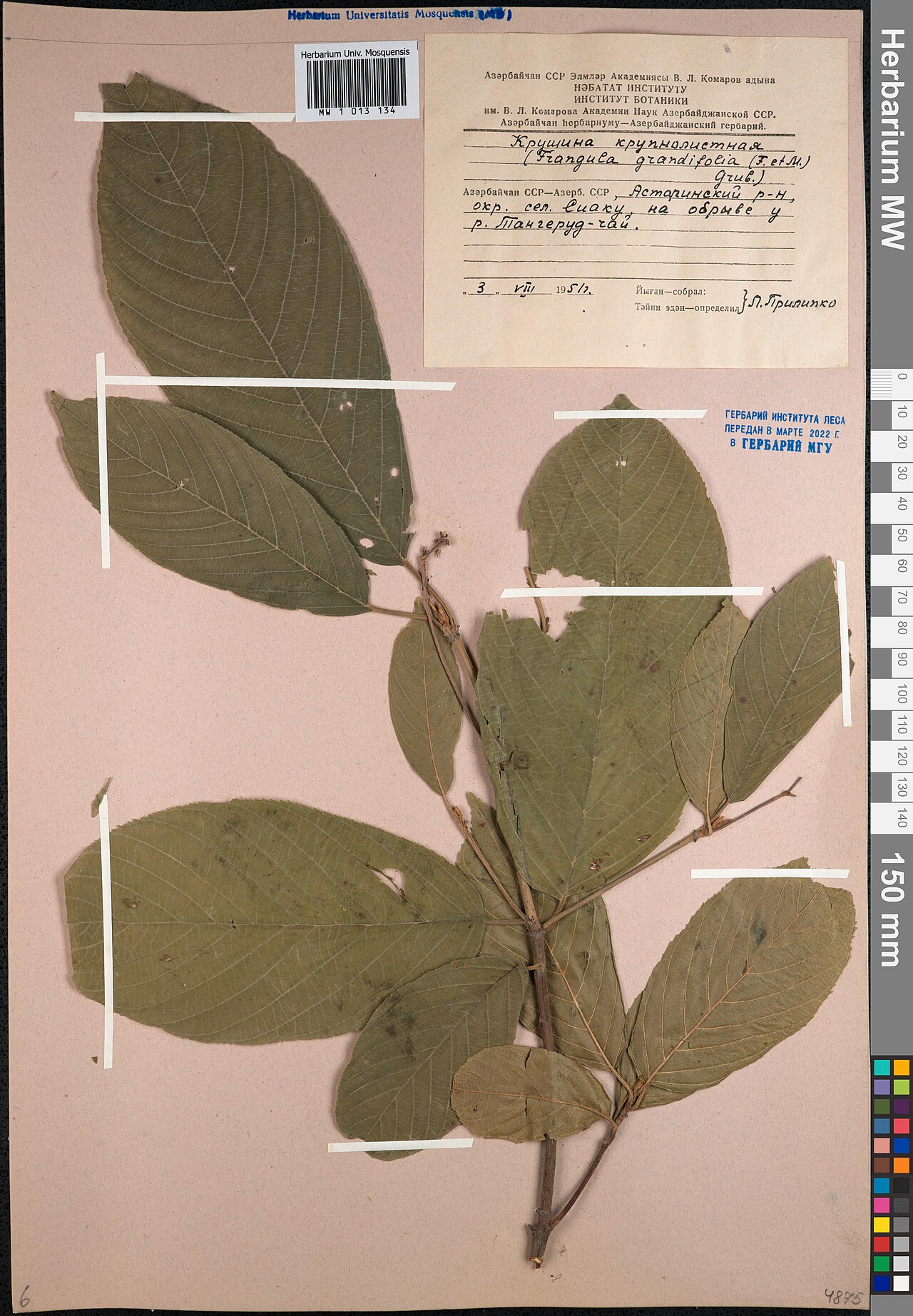 Frangula grandifolia: Frangula grandifolia — Herbarium specimen from Азәрбайчан ССР == Азерб. ССР, Астаринский р-н, окр. сел. Сиаку, на обрыве у р. Тангеруд-чай., Azerbaijan. Collect