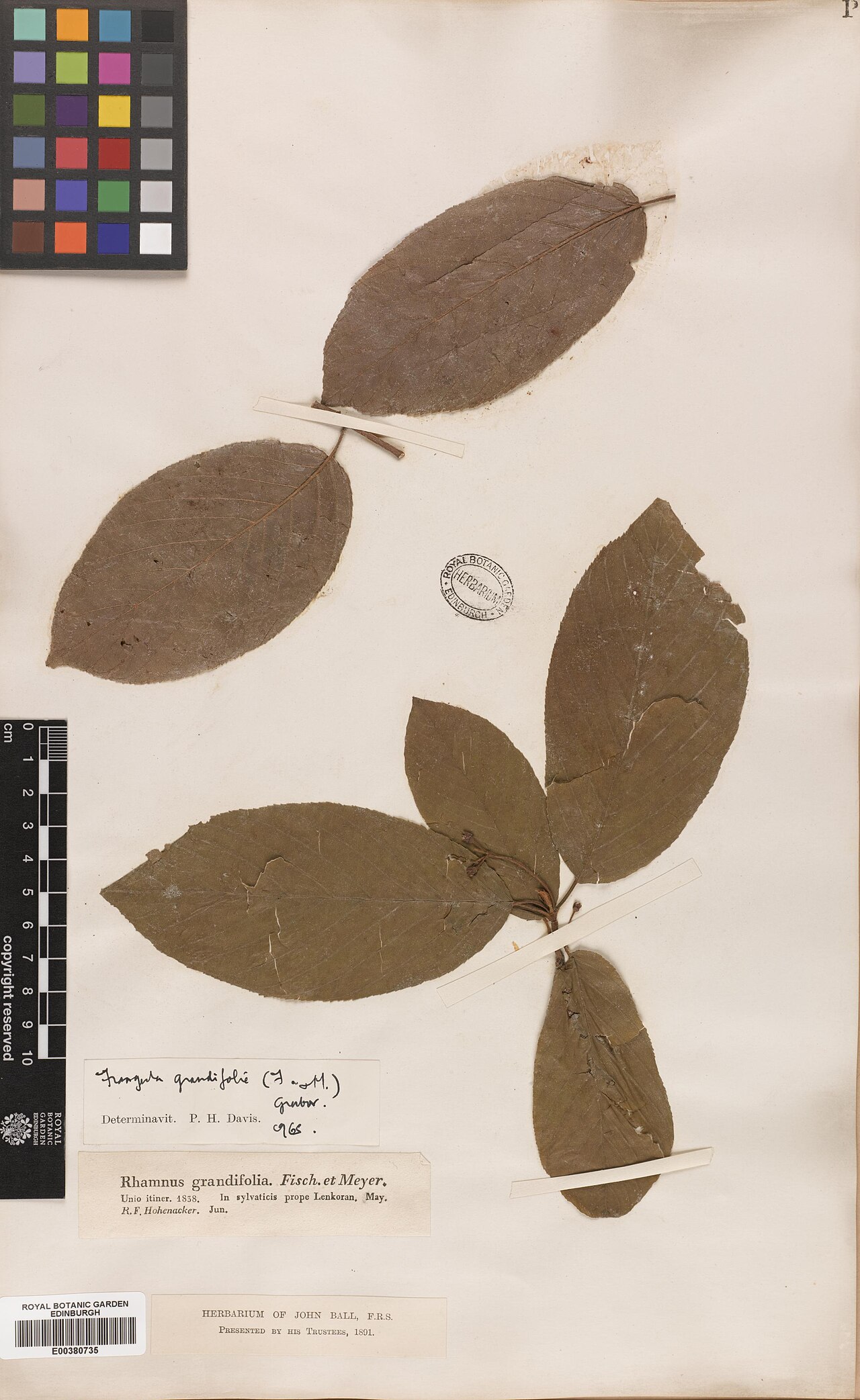 Frangula grandifolia: Frangula grandifolia — Herbarium specimen. Recorded in GBIF occurrence 575173008 .