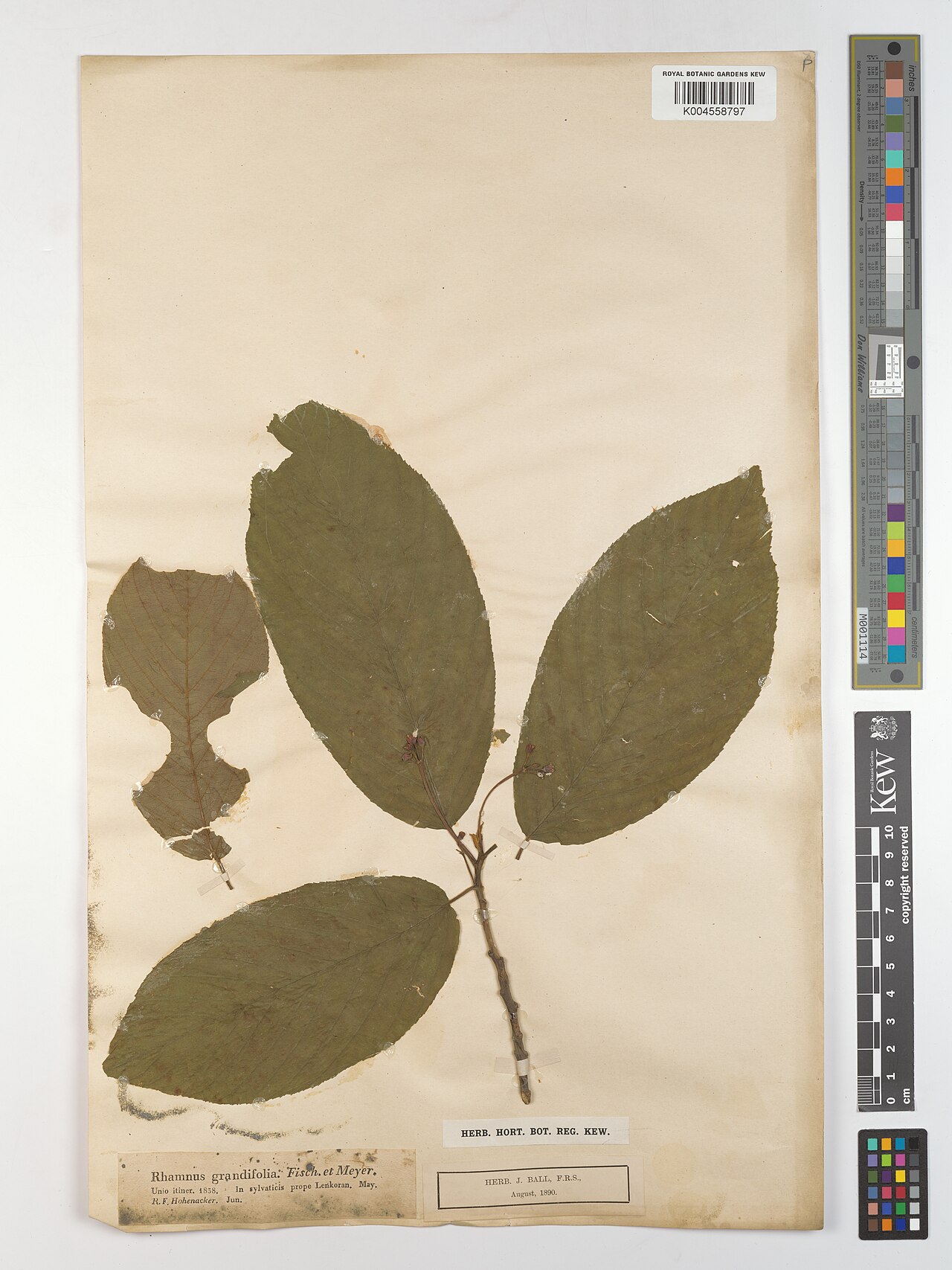 Frangula grandifolia: Frangula grandifolia — Herbarium specimen from prope Lenkoran.. Collected by Hohenacker, R.F. (1838-05-01). Recorded in GBIF occurrence 5175276685 .