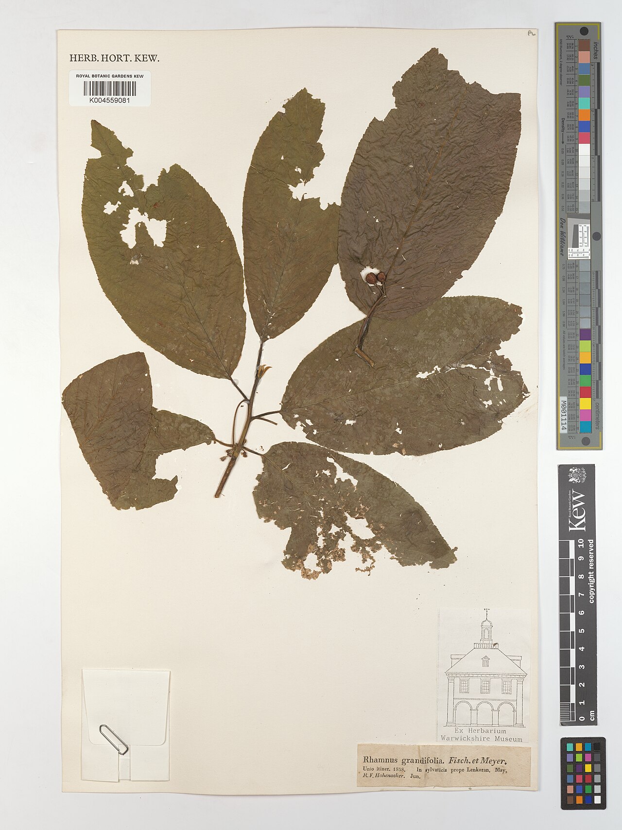 Frangula grandifolia: Frangula grandifolia — Herbarium specimen from In Sylvaticis prope Lenkoran.. Collected by Hohenacker, R.F. (1838-05-01). Recorded in GBIF occurrence 5200675536