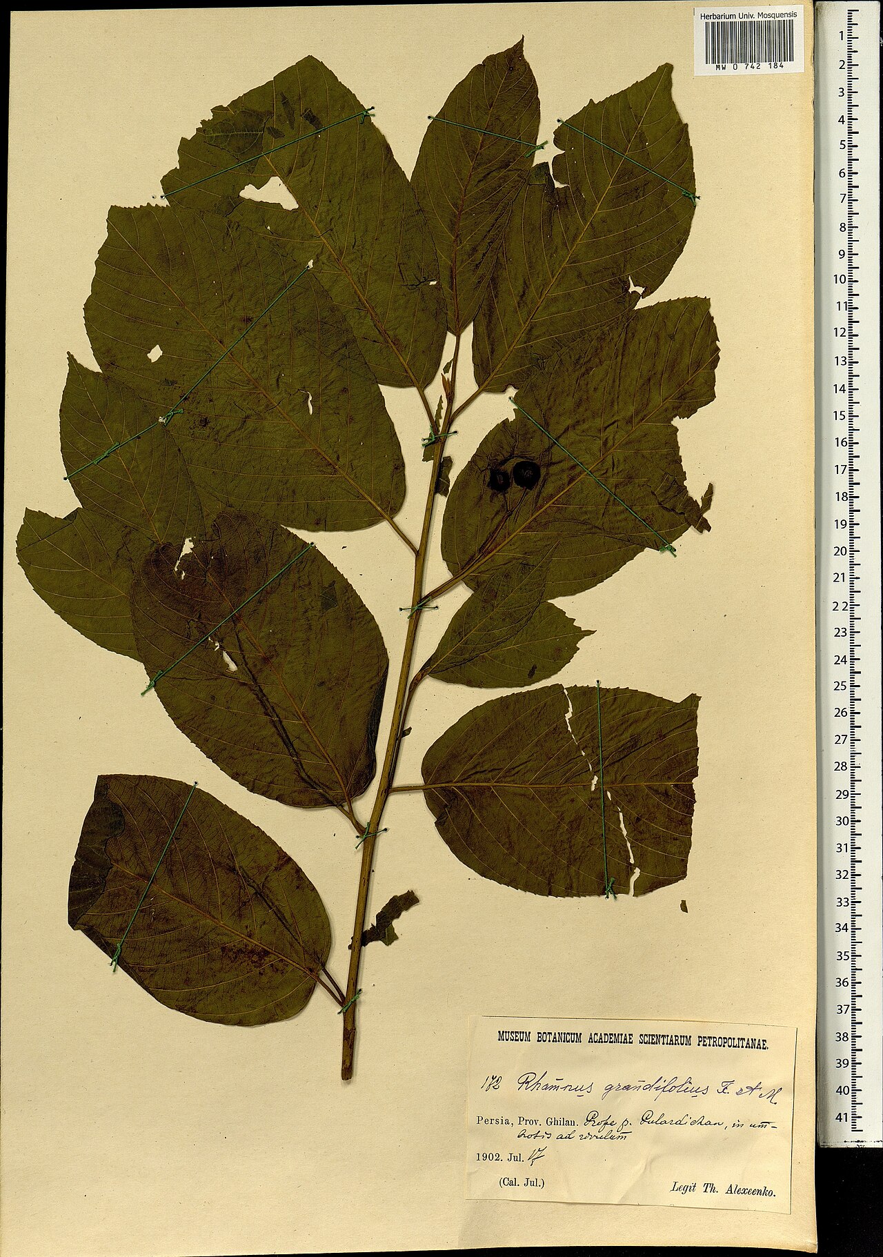 Frangula grandifolia: Frangula grandifolia — Herbarium specimen from Iran. Collected by Alexeenko Th. (1902-07-17). Recorded in GBIF occurrence 1697859618 .