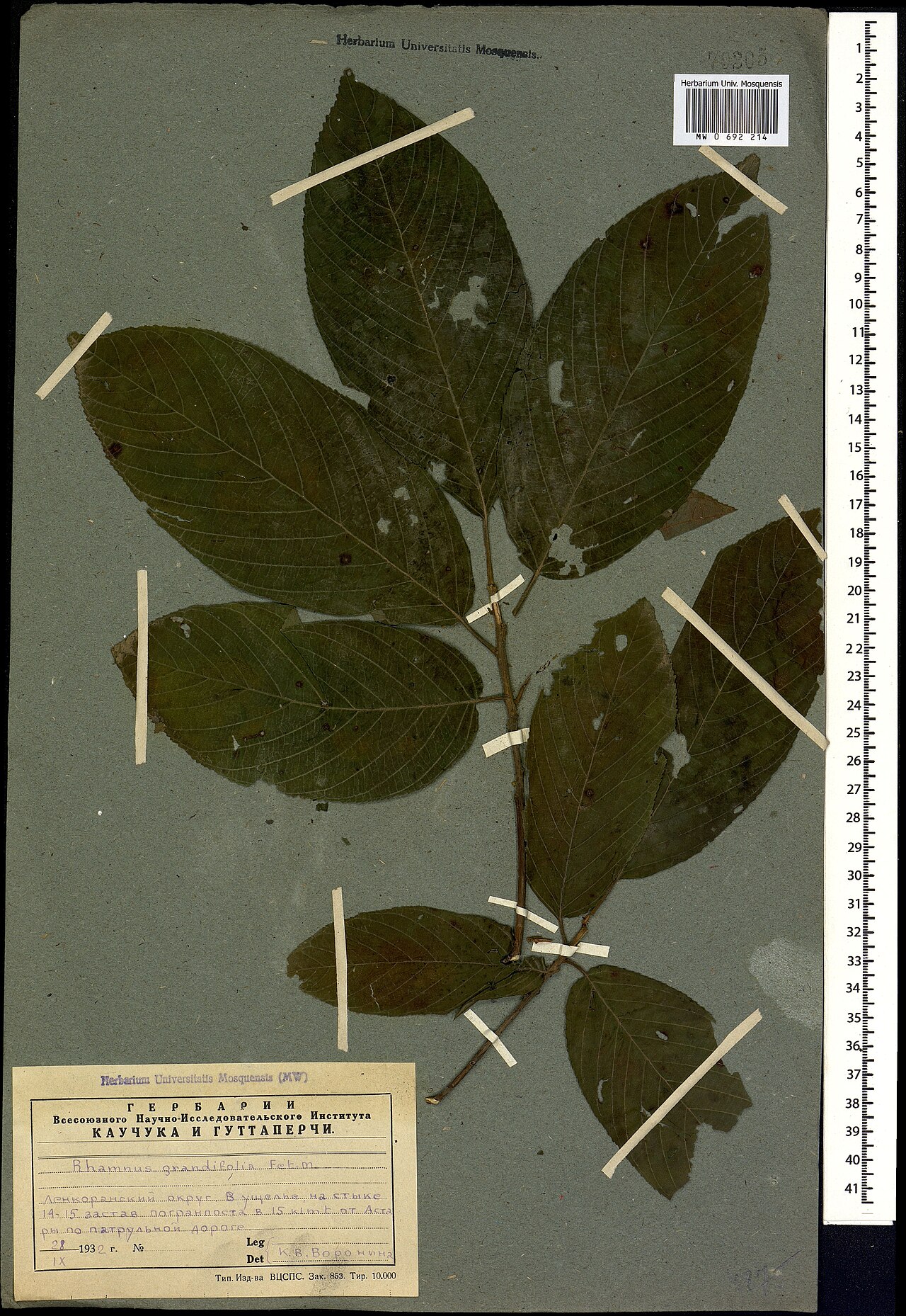 Frangula grandifolia: Frangula grandifolia — Herbarium specimen from Ленкоранский округ. В ущелье, на стыке 14-15 застав погранпоста в 15 klmt от Астары по патрульной дороге, Azerbai