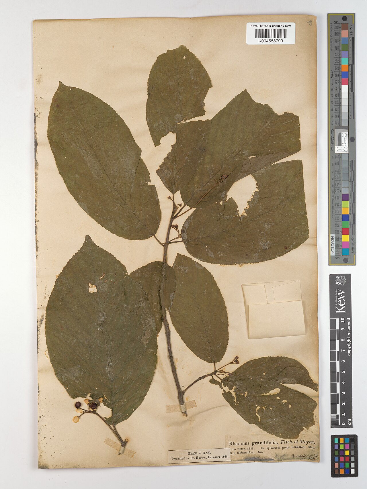 Frangula grandifolia: Frangula grandifolia — Herbarium specimen from prope Lenkoran. Collected by Hohenacker, R.F. (1838-05-01). Recorded in GBIF occurrence 5175245696 .