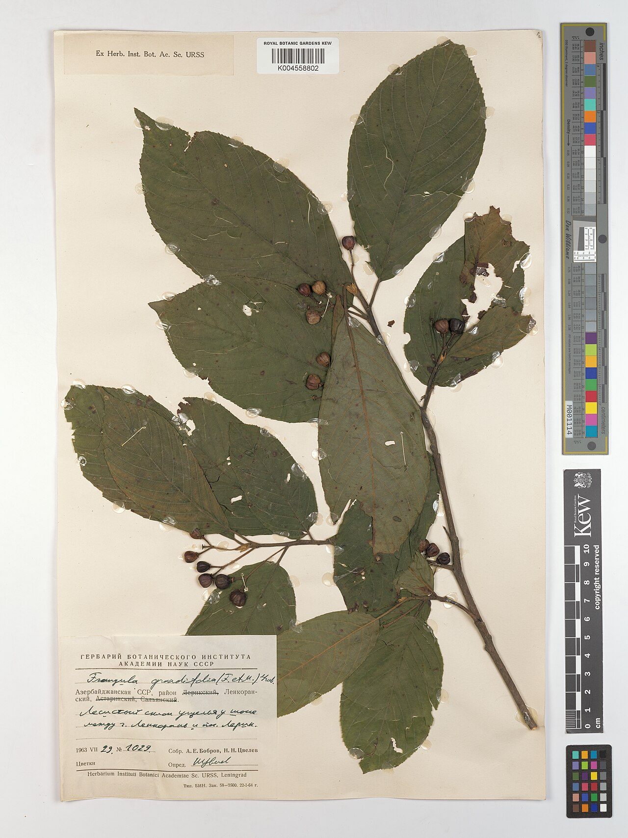 Frangula grandifolia: Frangula grandifolia — Herbarium specimen. Collected by s.coll. (1963-07-29). Recorded in GBIF occurrence 5175274683 .