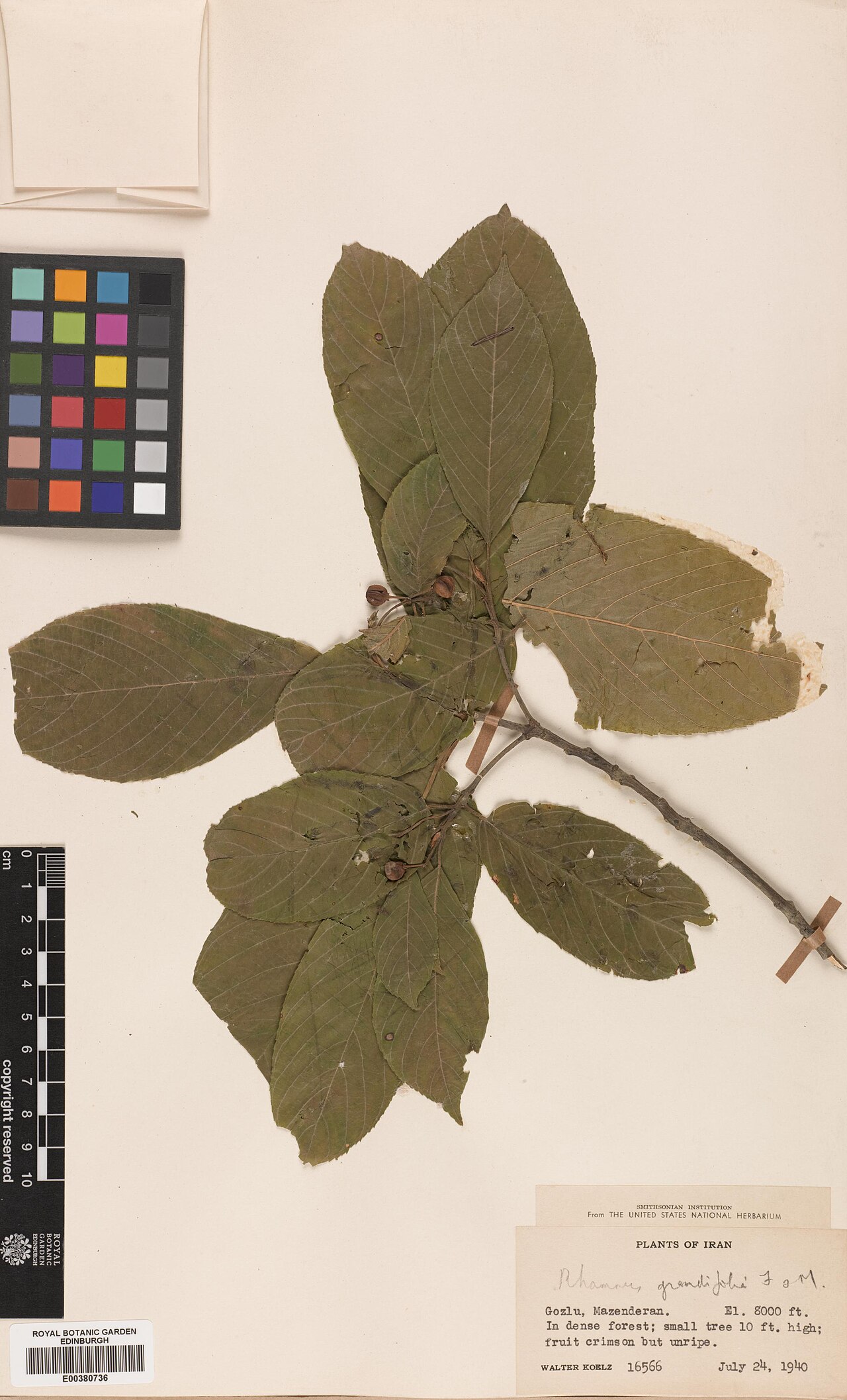 Frangula grandifolia: Frangula grandifolia — Herbarium specimen from Iran. Recorded in GBIF occurrence 575136397 .