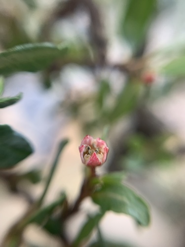 Frangula microphylla (Frangula microphylla)