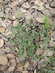 Frangula microphylla (Frangula microphylla)