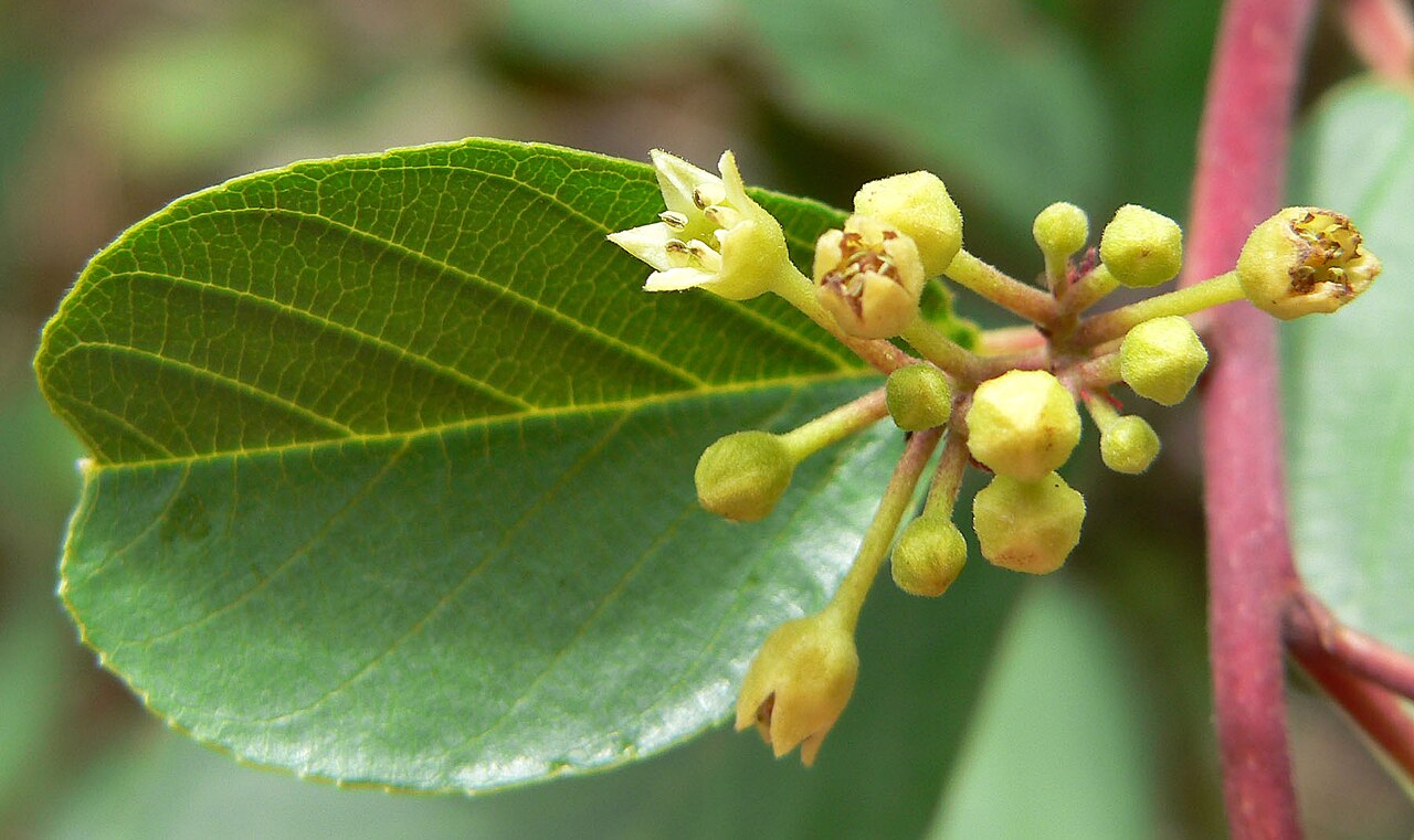 Frangula obovata: Frangula obovata (syn. Rhamnus betulifolia var. obovata ) in Pine Creek Canyon, Red Rock Canyon , Spring Mountains , southern Nevada