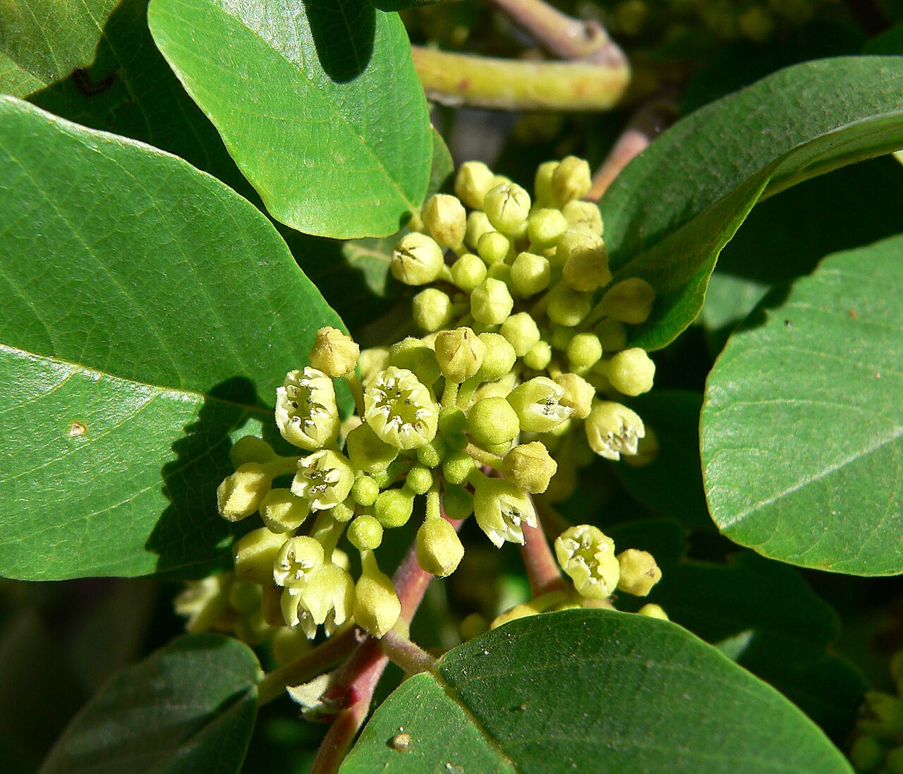 Frangula obovata: Frangula obovata (syn. Rhamnus betulifolia var. obovata ) at Willow Spring, Red Rock Canyon, Spring Mountains, southern Nevada