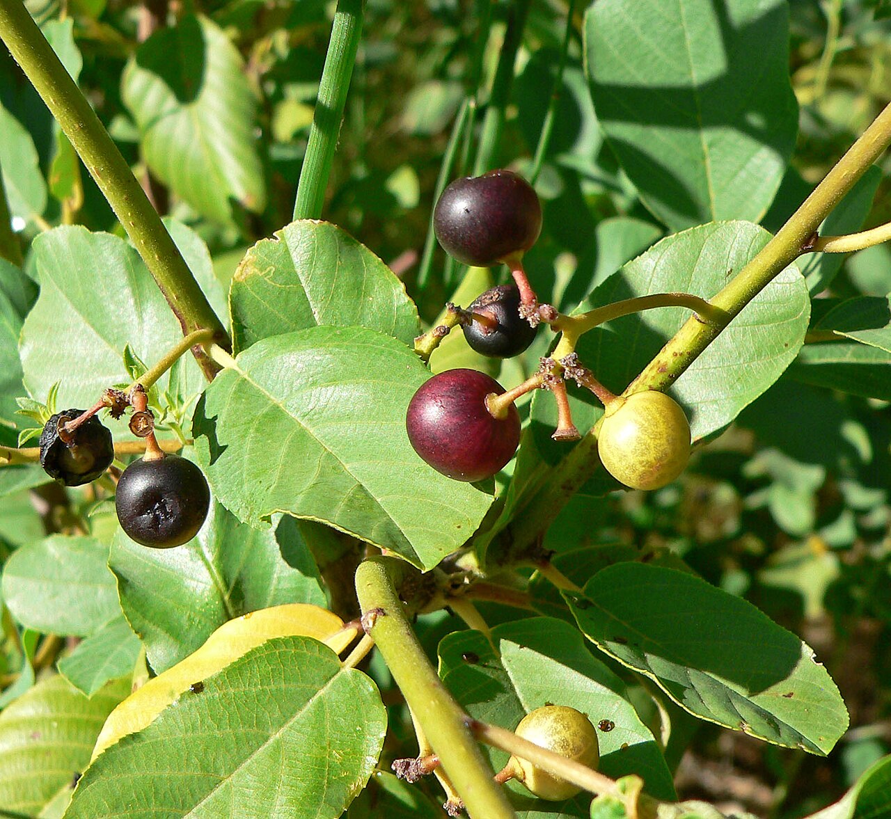 Frangula obovata: Frangula obovata (syn. Rhamnus betulifolia var. obovata ) in Pine Creek Canyon near the old homestead, Red Rock Canyon, Spring Mountains, southern Nevada