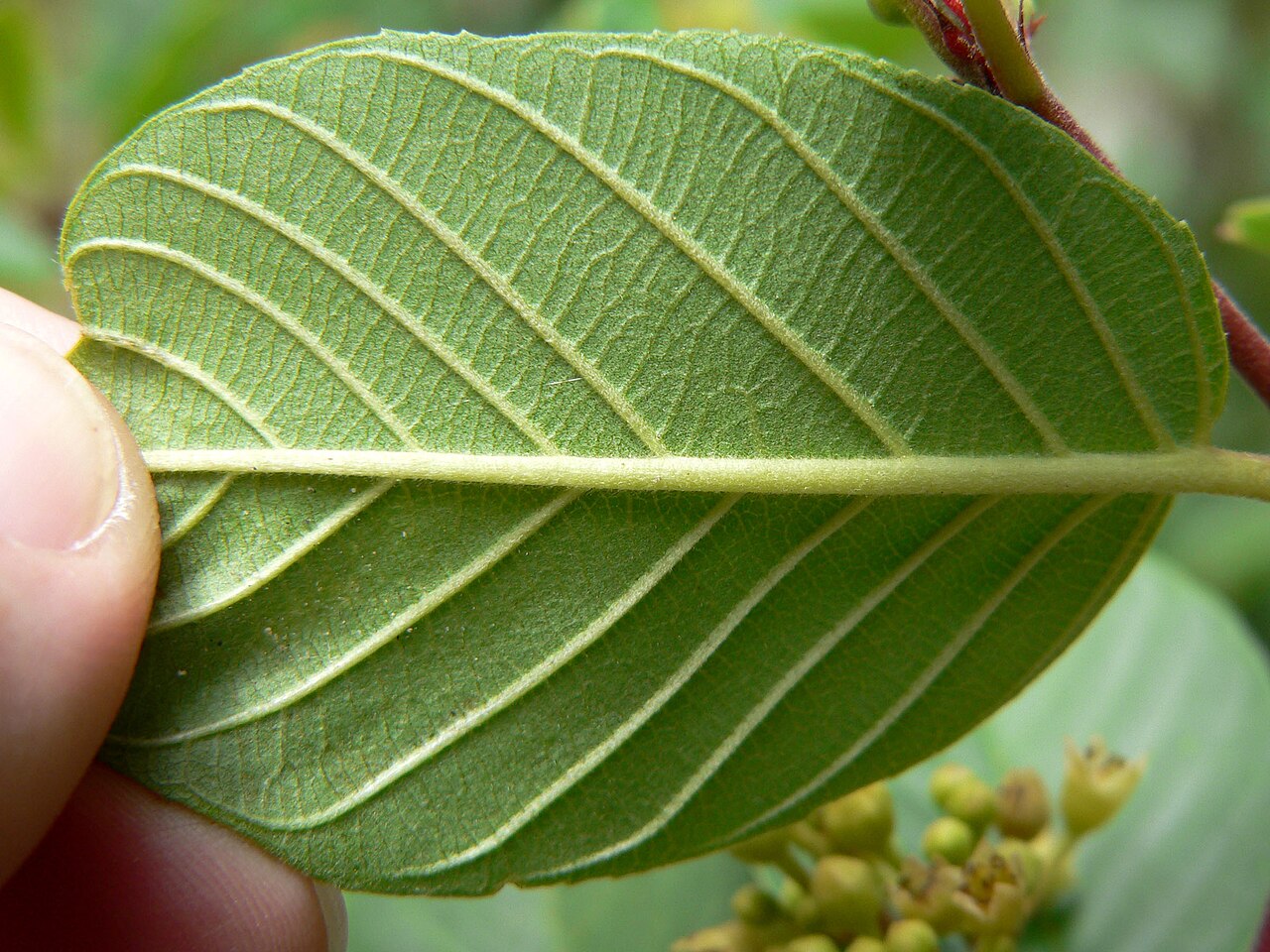 Frangula obovata: Frangula obovata (syn. Rhamnus betulifolia var. obovata ) in Pine Creek Canyon, Red Rock Canyon , Spring Mountains , southern Nevada