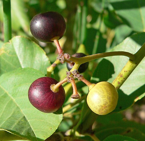 Frangula obovata: Frangula obovata (syn. Rhamnus betulifolia var. obovata ) in Pine Creek Canyon near the old homestead, Red Rock Canyon, Spring Mountains, southern Nevada