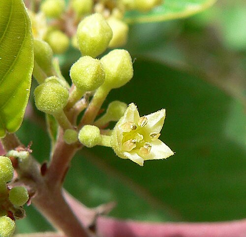 Frangula obovata: Frangula obovata (syn. Rhamnus betulifolia var. obovata ) in Pine Creek Canyon, Red Rock Canyon , Spring Mountains , southern Nevada