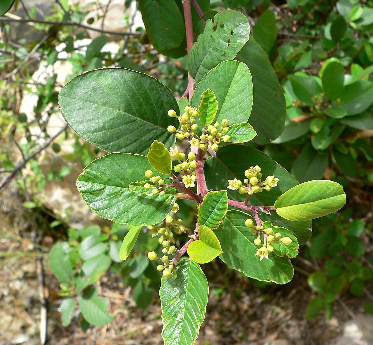 Frangula obovata: Frangula obovata (syn. Rhamnus betulifolia var. obovata ) in Pine Creek Canyon, Red Rock Canyon , Spring Mountains , southern Nevada