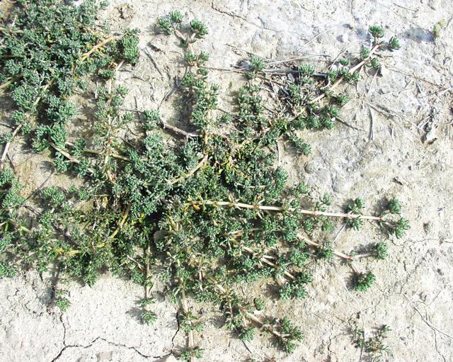 Frankenia laevis: (en) Frankenia laevis , a photograph originating at the internet site http://sophy.u-3mrs.fr/ . The consent of the photographer, H. Brisse, is here . (fr) Frank