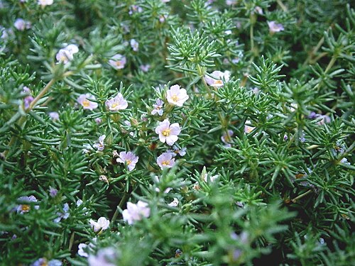 Frankenia laevis: Frankenia laevis