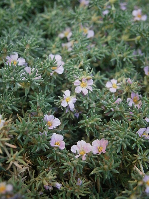 Frankenia laevis: Frankenia laevis
