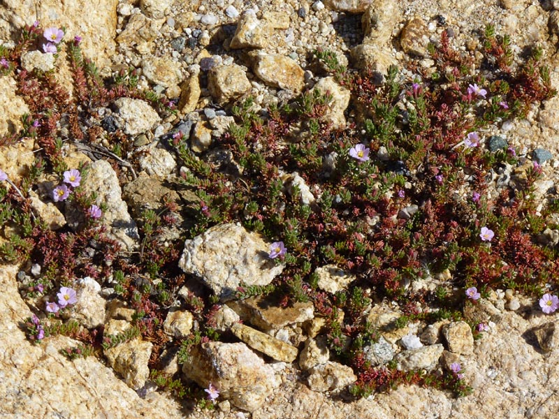 Frankenia laevis: Frankenia laevis