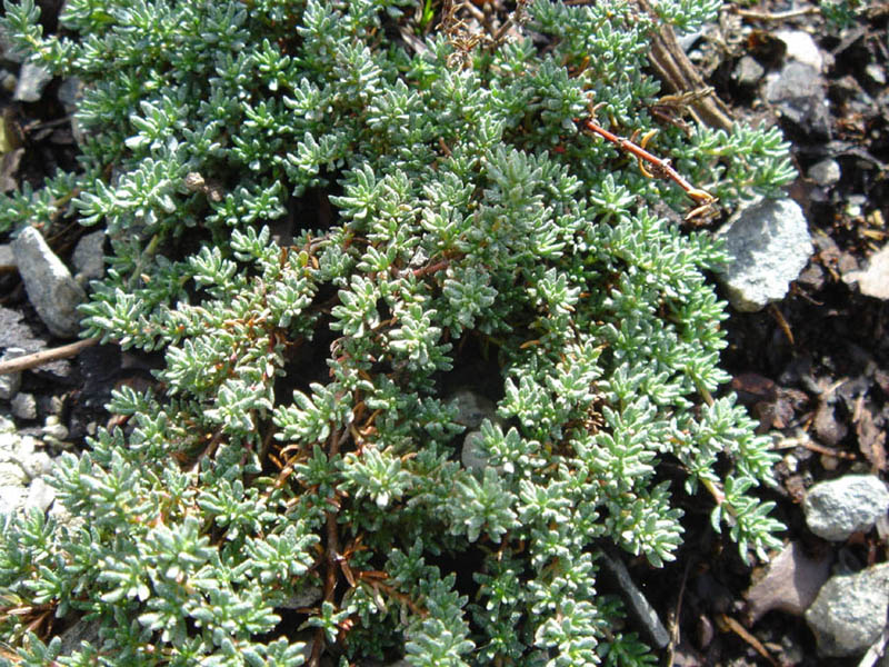 Frankenia laevis: Frankenia laevis